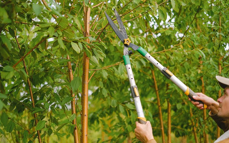 Tree trimming in Ward, CO